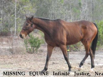 MISSING EQUINE Infinite Justice, Near Ludowici, GA, 31316